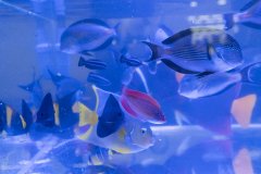 跨境客车司机违规携带活体观赏鱼